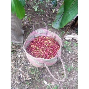 GourmetCoffee Specialty - Etiópia Chelbesa Natural 250g